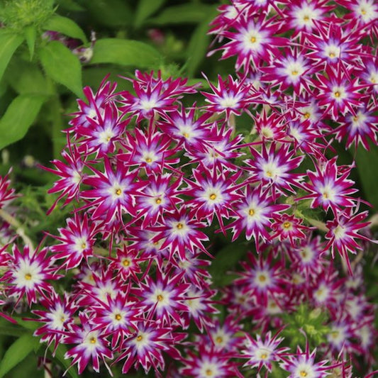 50 Magenta White Phlox Seeds Flower Perennial Seed Flowers Butterfly 782