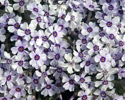 50 North Hills Phlox Seeds Flower Perennial Seed Flowers Butterfly 784