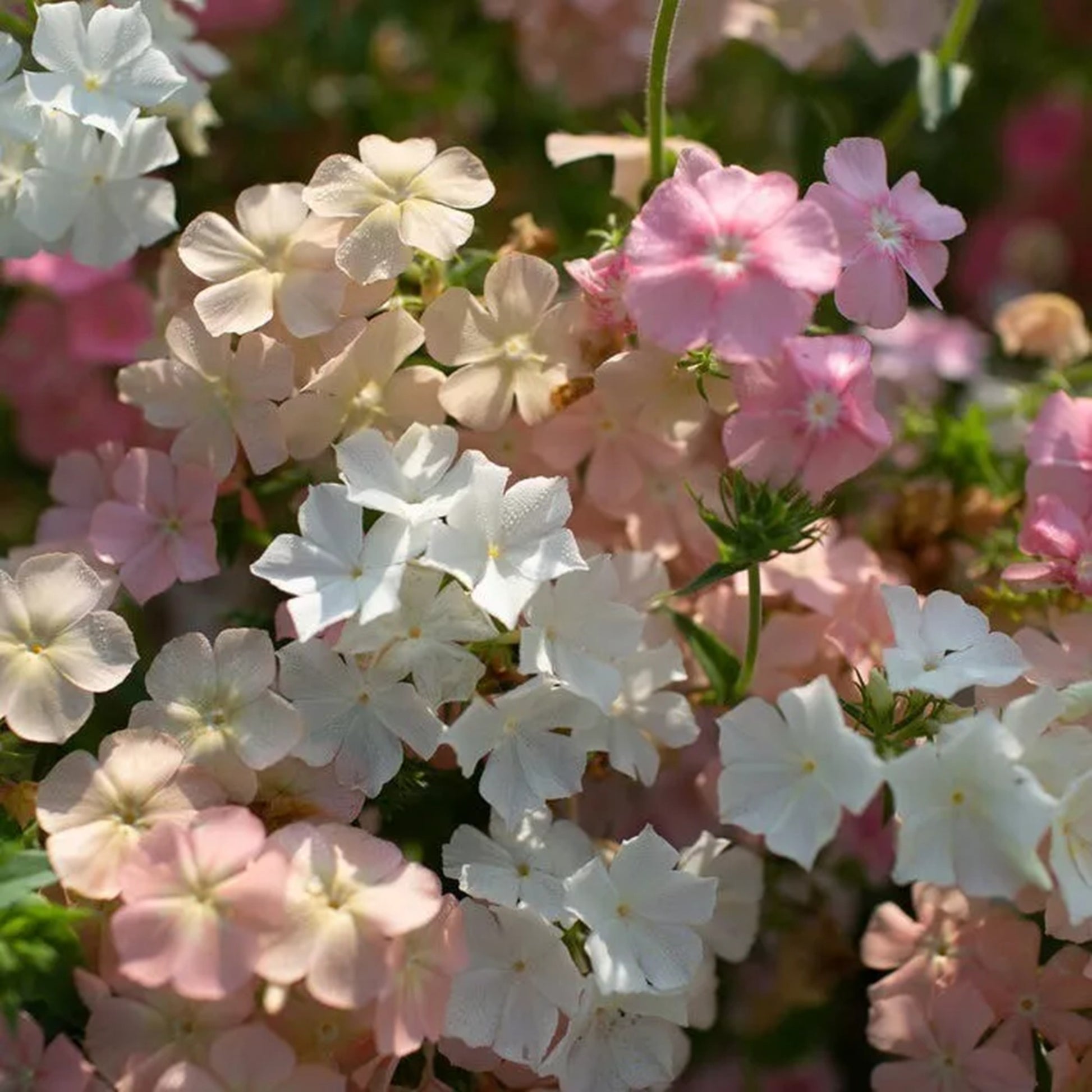 phlox seeds from plant 50 Phlox Of Sheep Phlox Seeds Flower Perennial Seed Flowers Butterfly – Green River Seeds