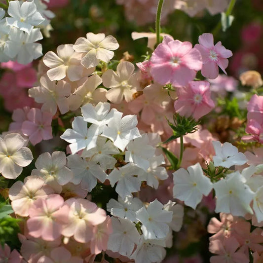 50 Phlox Of Sheep Phlox Seeds Flower Perennial Seed Flowers Butterfly 785