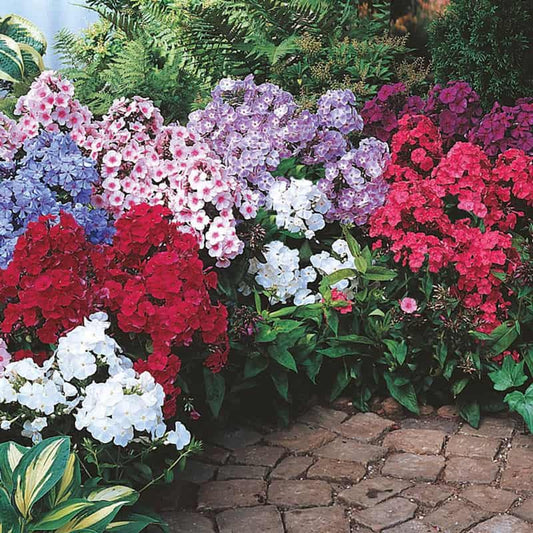 50 Summer Glow Phlox Seeds Flower Perennial Seed Flowers Butterfly 787