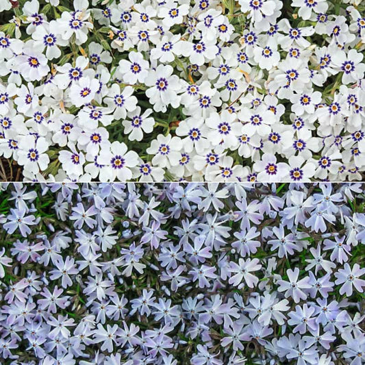 50 Delft Blue Phlox Seeds Flower Perennial Seed Flowers Butterfly 788