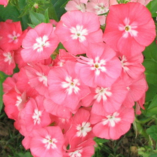 50 Bubble Gum Pink White Phlox Seeds Flower Perennial Seed Flowers Butterfly 789