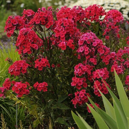 50 Red Riding Hood Phlox Seeds Flower Perennial Seed Flowers Butterfly 790