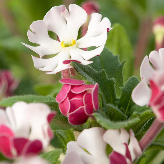 50 Midnight Candy Phlox Seeds Flower Perennial Seed Flowers Butterfly 791