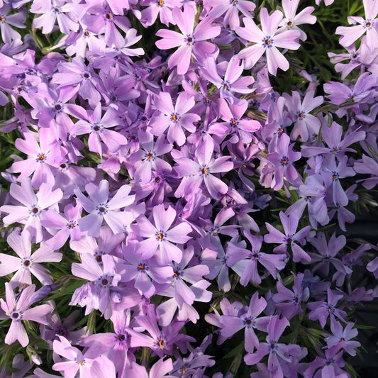 50 Emerald Blue Phlox Seeds Flower Perennial Seed Flowers Butterfly 792