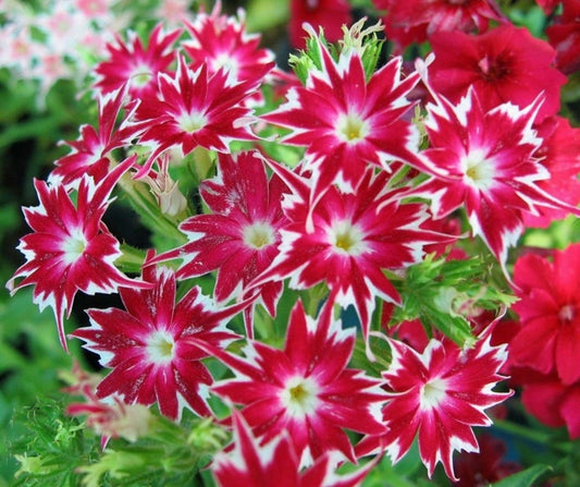 50 Bright Red white Phlox Seeds Flower Perennial Seed Flowers Butterfly 794