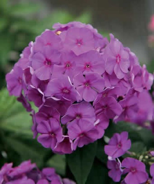 50 Lavender Garden Phlox Seeds Flower Perennial Seed Flowers Butterfly 795