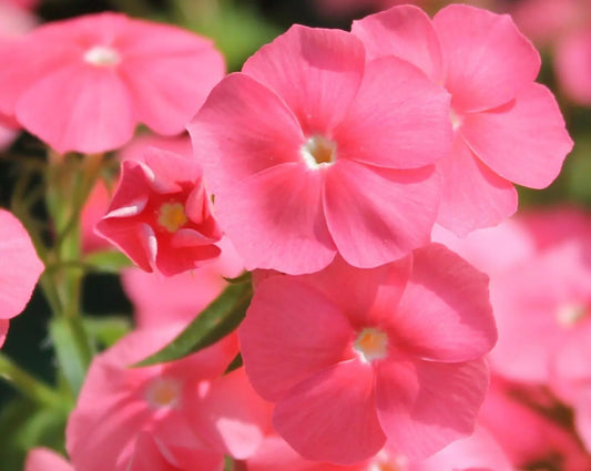 50 Salmon Beauty Phlox Seeds Flower Perennial Seed Flowers Butterfly 796