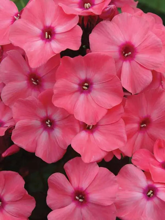50 Coral Creme Drop Phlox Seeds Flower Perennial Seed Flowers Butterfly 797