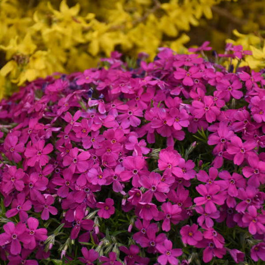 50 Majestic Magenta Phlox Seeds Flower Perennial Seed Flowers Butterfly 798