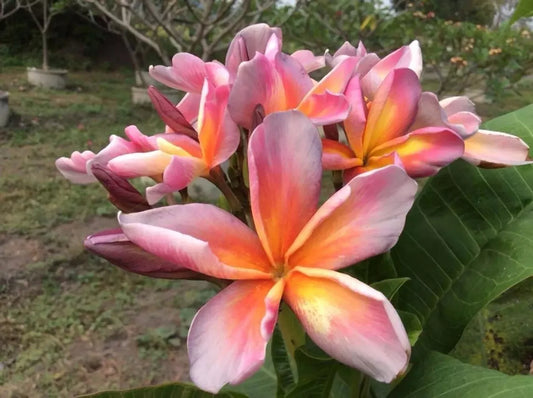 Green River 5 Lavender Yellow Plumeria Seeds - Flower Seed Pack, Premium Tropical Blooms, Fragrant Perennial Plants for Garden Charm, Ideal for Leis and Containers
