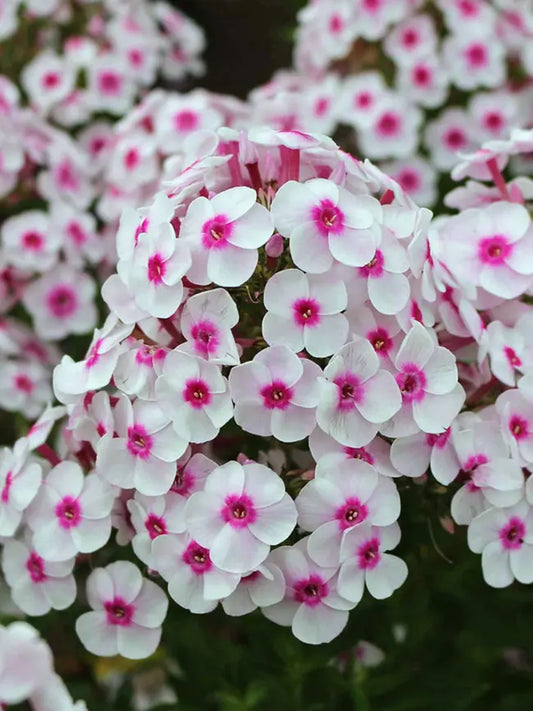 50 Cherry Cream Phlox Seeds Flower Perennial Seed Flowers Butterfly 801