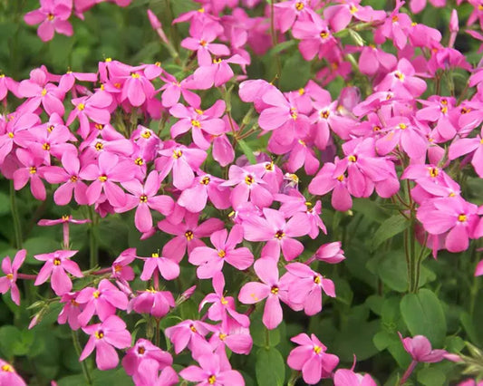 50 Home Fires Phlox Seeds Flower Perennial Seed Flowers Butterfly 802