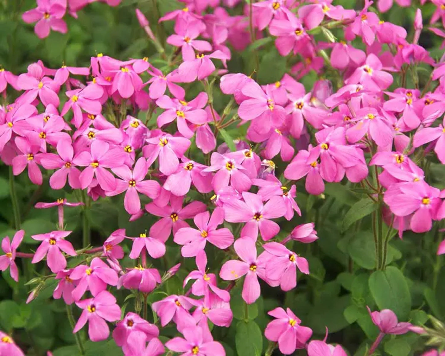 50 Home Fires Phlox Seeds Flower Perennial Seed Flowers Butterfly 802