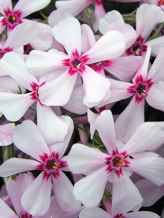 50 Apple Blossom Phlox Seeds Flower Perennial Seed Flowers Butterfly 803