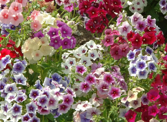 50 Art Shades Mix Phlox Seeds Flower Perennial Seed Flowers Butterfly 804
