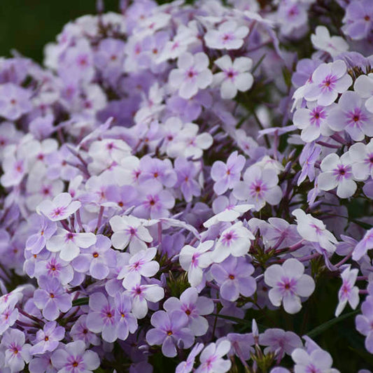 50 Pink-a- dot Phlox Seeds Flower Perennial Seed Flowers Butterfly 805