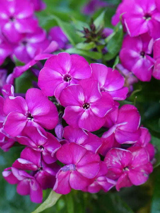 50 Bambini Desire Phlox Seeds Flower Perennial Seed Flowers Butterfly 806