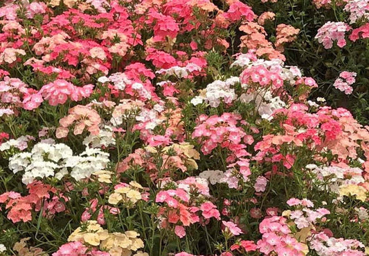 50 Pastel Mix Phlox Seeds Flower Perennial Seed Flowers Butterfly 807