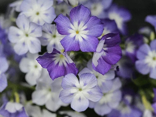 50 Lavender Beauty Phlox Seeds Flower Perennial Seed Flowers Butterfly 809