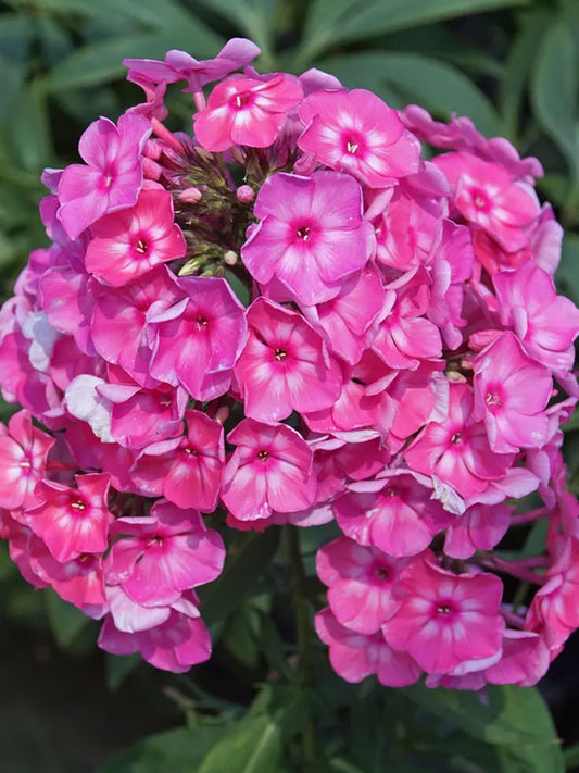 50 Bubblegum Pink Phlox Seeds Flower Perennial Seed Flowers Butterfly 810