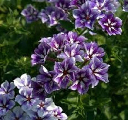 50 Sugar Stars Phlox Seeds Flower Perennial Seed Flowers Butterfly 811