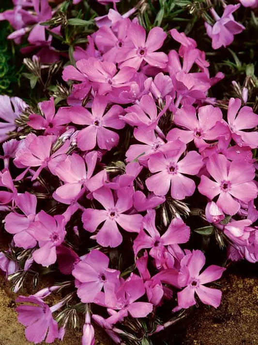 50 McDaniel's Cushion Phlox Seeds Flower Perennial Seed Flowers Butterfly 812