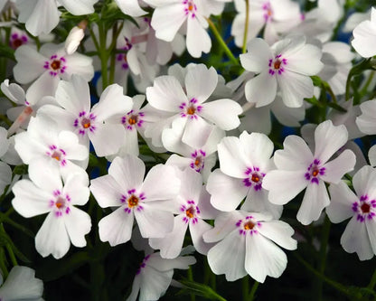 50 Amazing Grace Phlox Seeds Flower Perennial Seed Flowers Butterfly 813