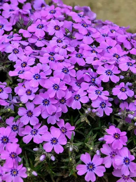 50 Eye Shadow Phlox Seeds Flower Perennial Seed Flowers Butterfly 814