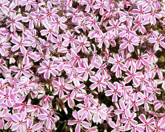 50 Candy Stripe Phlox Seeds Flower Perennial Seed Flowers Butterfly 816