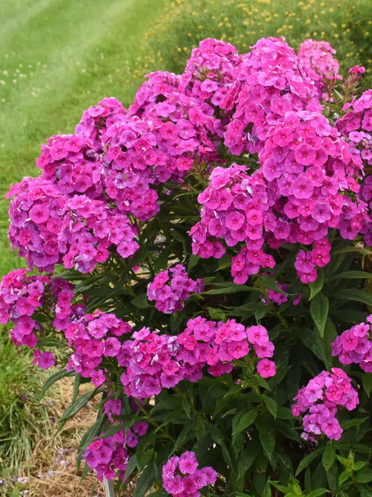 50 Material Girl Phlox Seeds Flower Perennial Seed Flowers Butterfly 818