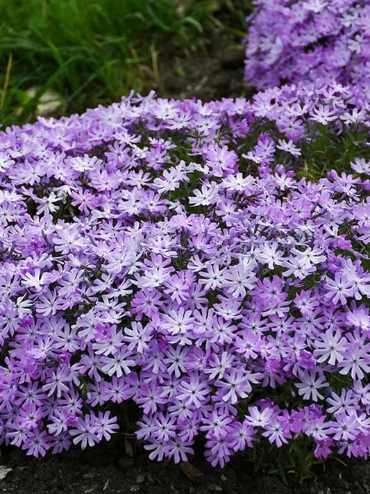 50 Bedazzled Lavender Phlox Seeds Flower Perennial Seed Flowers Butterfly 819