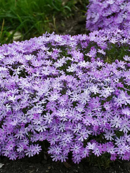 50 Bedazzled Lavender Phlox Seeds Flower Perennial Seed Flowers Butterfly 819