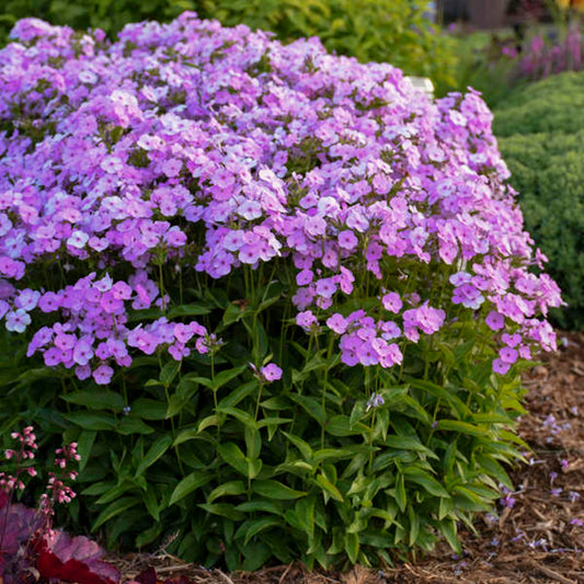 50 Blush Pop Phlox Seeds Flower Perennial Seed Flowers Butterfly 820
