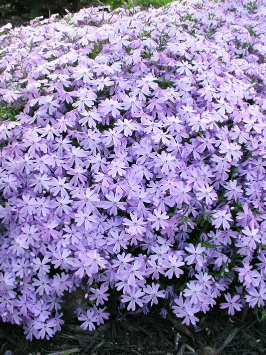 50 Blue Phlox Seeds Flower Perennial Seed Flowers Butterfly 823