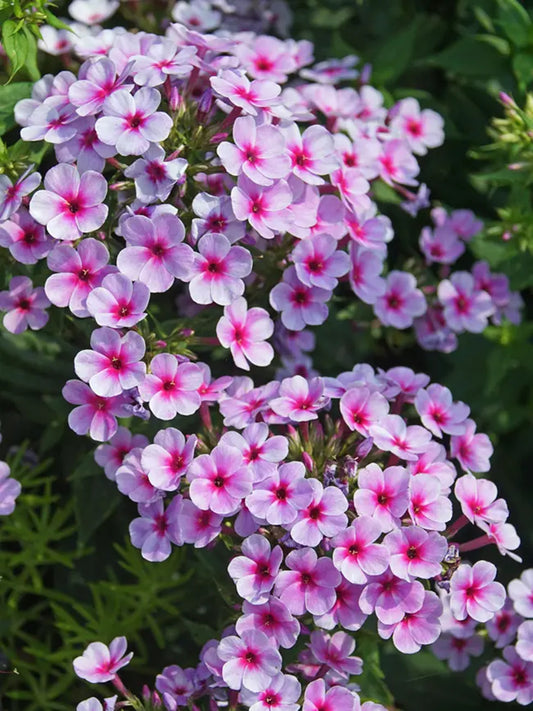 50 Lavender Pop Phlox Seeds Flower Perennial Seed Flowers Butterfly 824