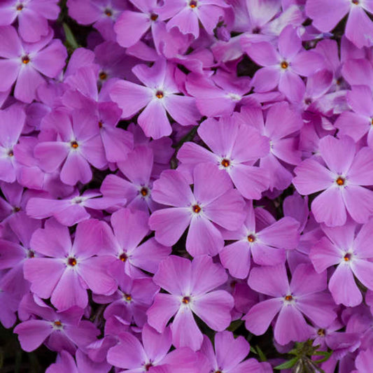 50 Rose Quartz Phlox Seeds Flower Perennial Seed Flowers Butterfly 829