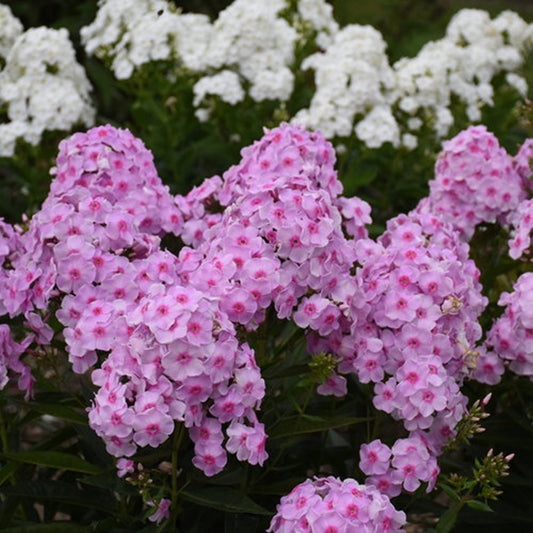 50 Opalescence Phlox Seeds Flower Perennial Seed Flowers Butterfly 839