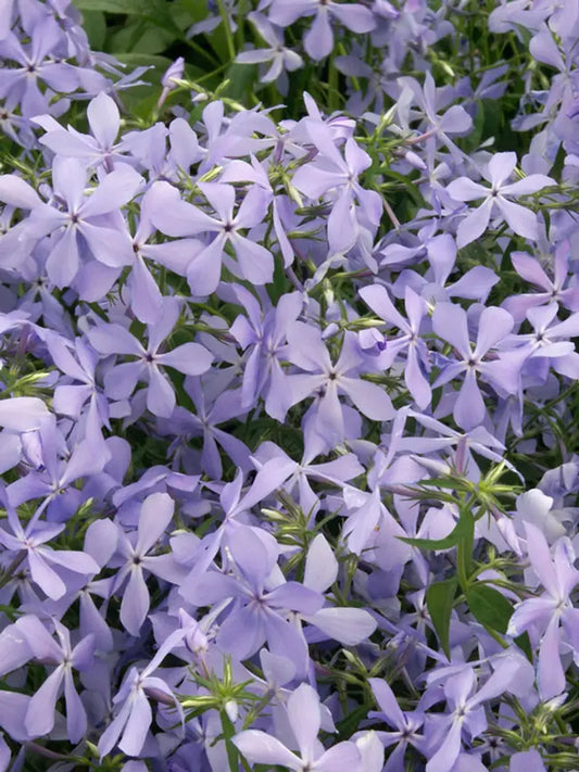 50 Clouds OF Perfume Phlox Seeds Flower Perennial Seed Flowers Butterfly 847