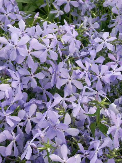 50 Clouds OF Perfume Phlox Seeds Flower Perennial Seed Flowers Butterfly 847