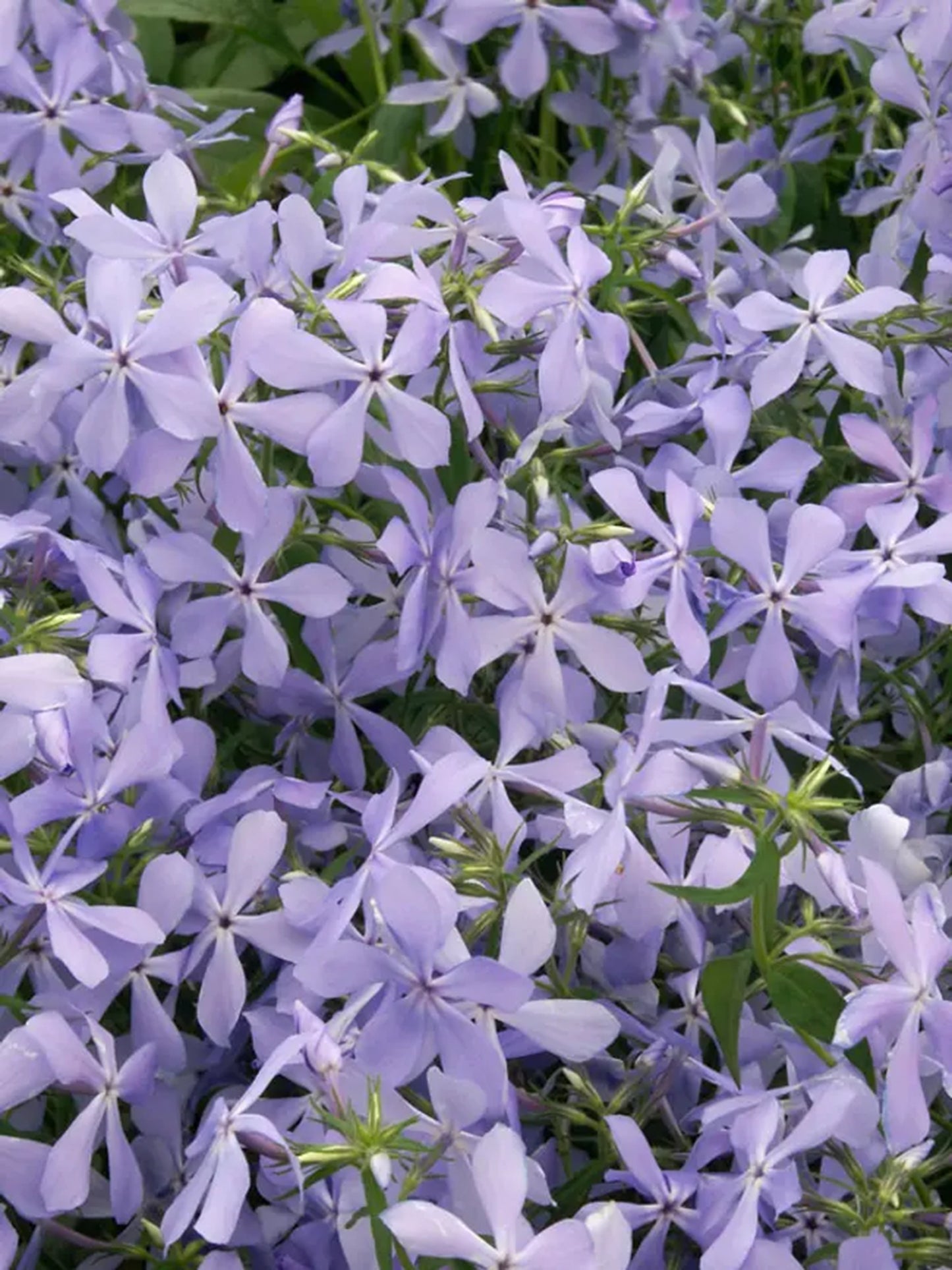 50 Clouds OF Perfume Phlox Seeds Flower Perennial Seed Flowers Butterfly 847