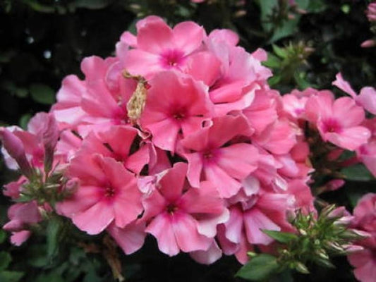 50 Pink Diamond Phlox Seeds Flower Perennial Seed Flowers Butterfly 848