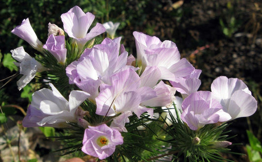 50 Majesty Phlox Seeds Flower Perennial Seed Flowers Butterfly 853