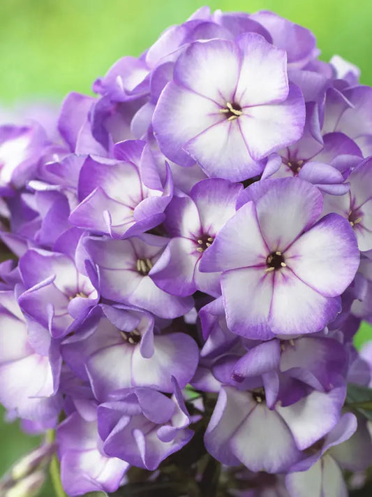 50 Fantasy Phlox Seeds Flower Perennial Seed Flowers Butterfly 855