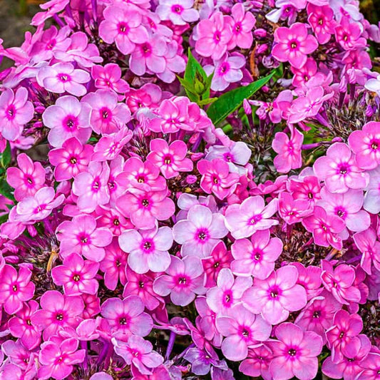 50 Rainbow Dance Phlox Seeds Flower Perennial Seed Flowers Butterfly 856