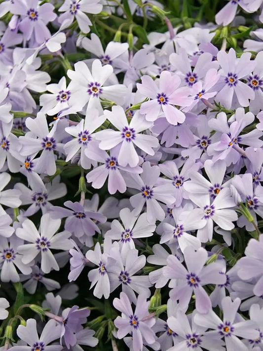 50 Spring Blue Phlox Seeds Flower Perennial Seed Flowers Butterfly 859