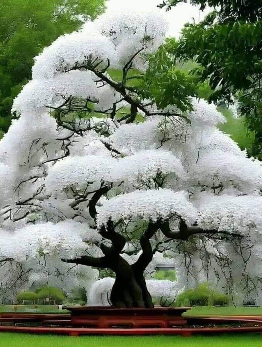 Green River 5 White Flowering Cherry Tree Seeds - Fragrant White Blossoms for Early Spring Gardening & Ornamental Landscaping