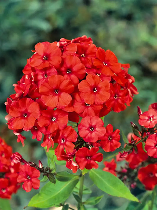 50 Orange Perfection Phlox Seeds Flower Perennial Seed Flowers Butterfly 863