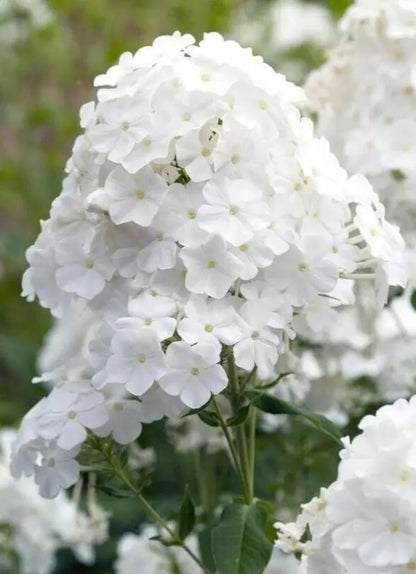 50 Whipped Cream Phlox Seeds Flower Perennial Seed Flowers Butterfly 864
